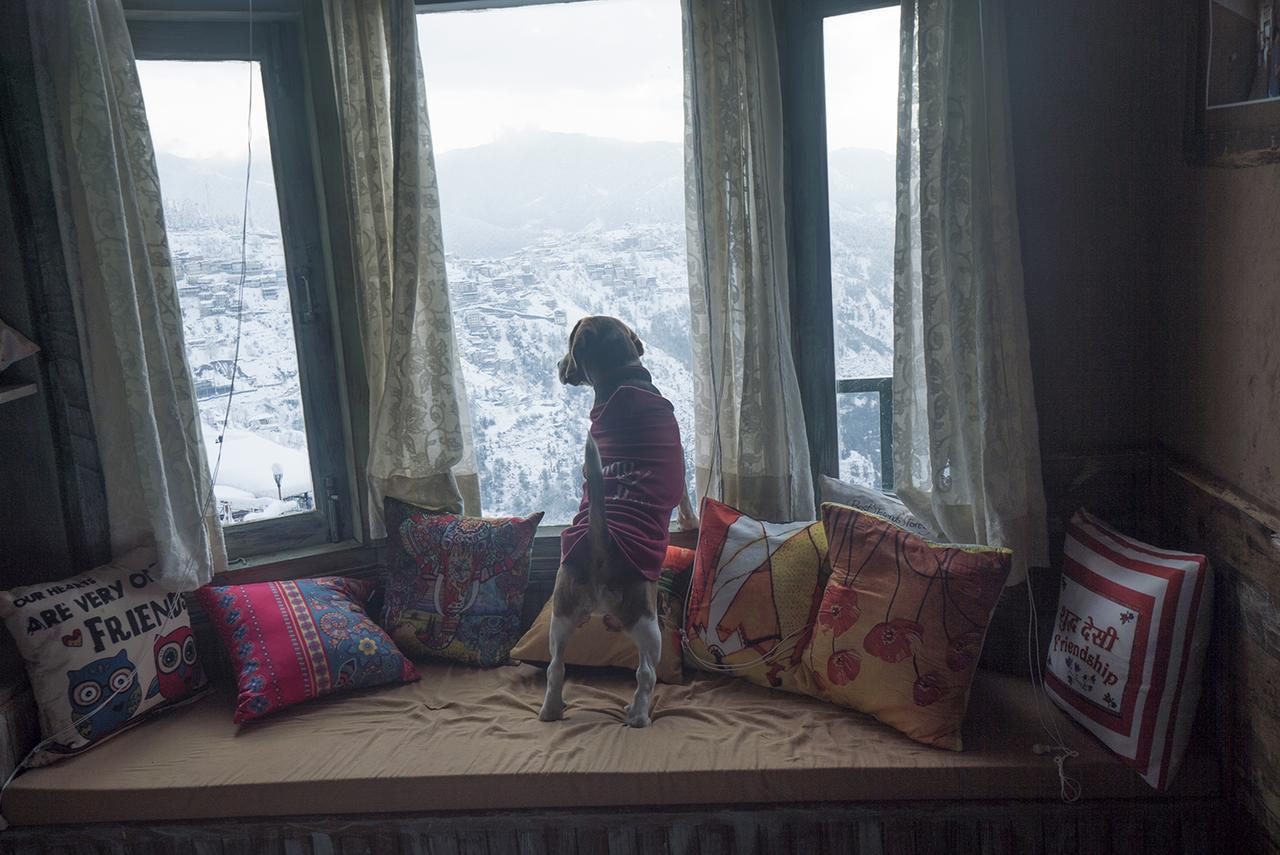Meena Bagh Shimla Exteriör bild